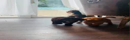 Mini Goldendoodle dogs for sale: READY TO FIND THERE HOME MINI GOLDEN DOODLES - Advert 9