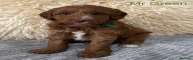 Australian Labradoodle 1
