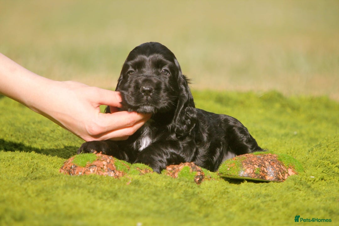 Cocker Spaniel dogs for sale: Show type Cocker Spaniel pups by Mango  - Image 1