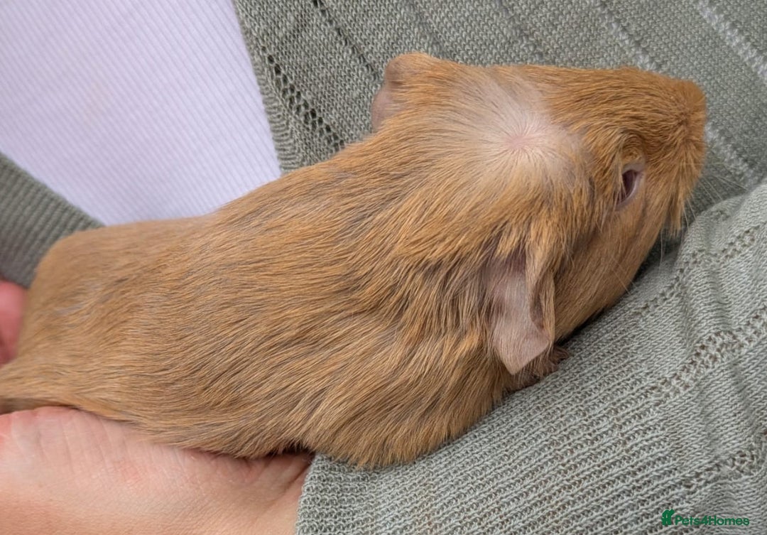 Guinea Pig rodents for sale: 4 Baby Boy Guinea Pigs  - Image 7