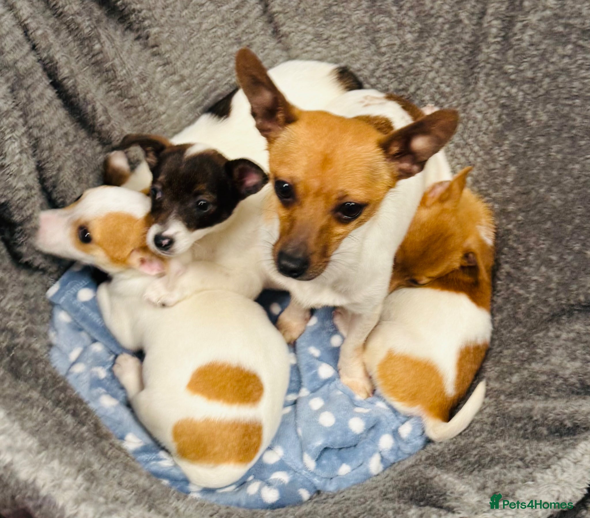 Jack Russell dogs Miniature Jack Russell puppies - Advert 2