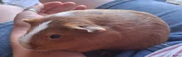 Guinea Pig rodents for sale: 2 bonded guinea pig girls in Sleaford - Advert 6