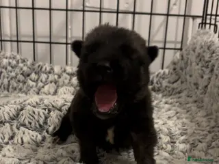 Mixed Breed dogs Gorgeous litter looking for their forever homes! - Advert 11