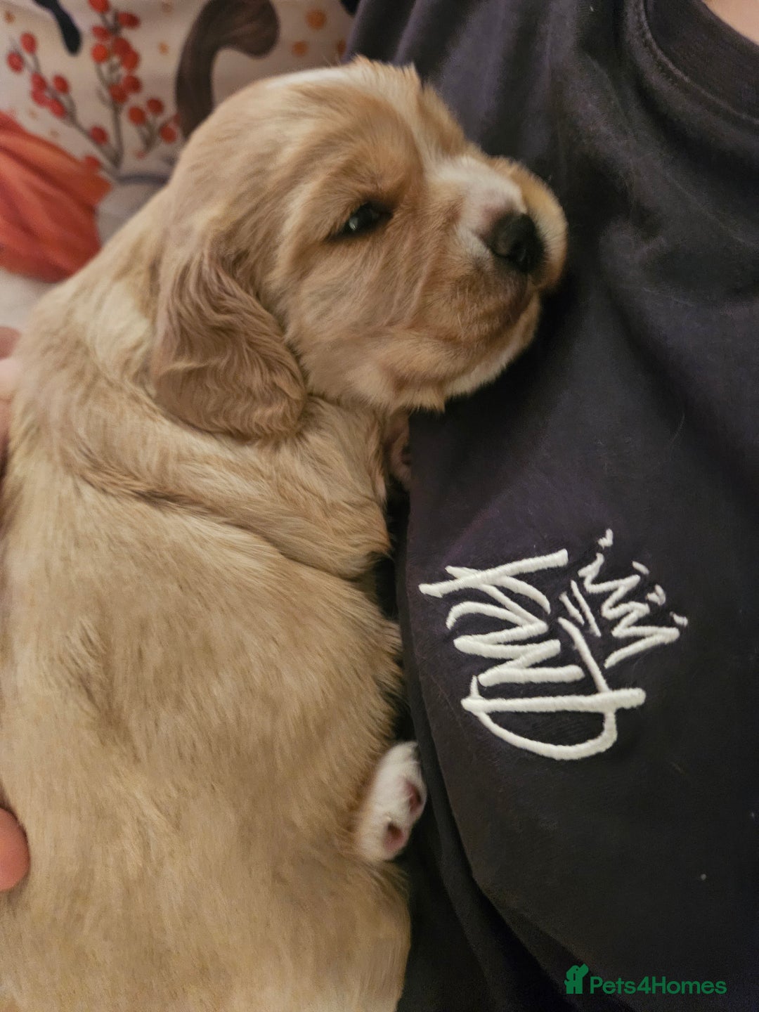 Mixed Breed dogs for sale: Cavapoo girl Ready for forever home - Advert 27