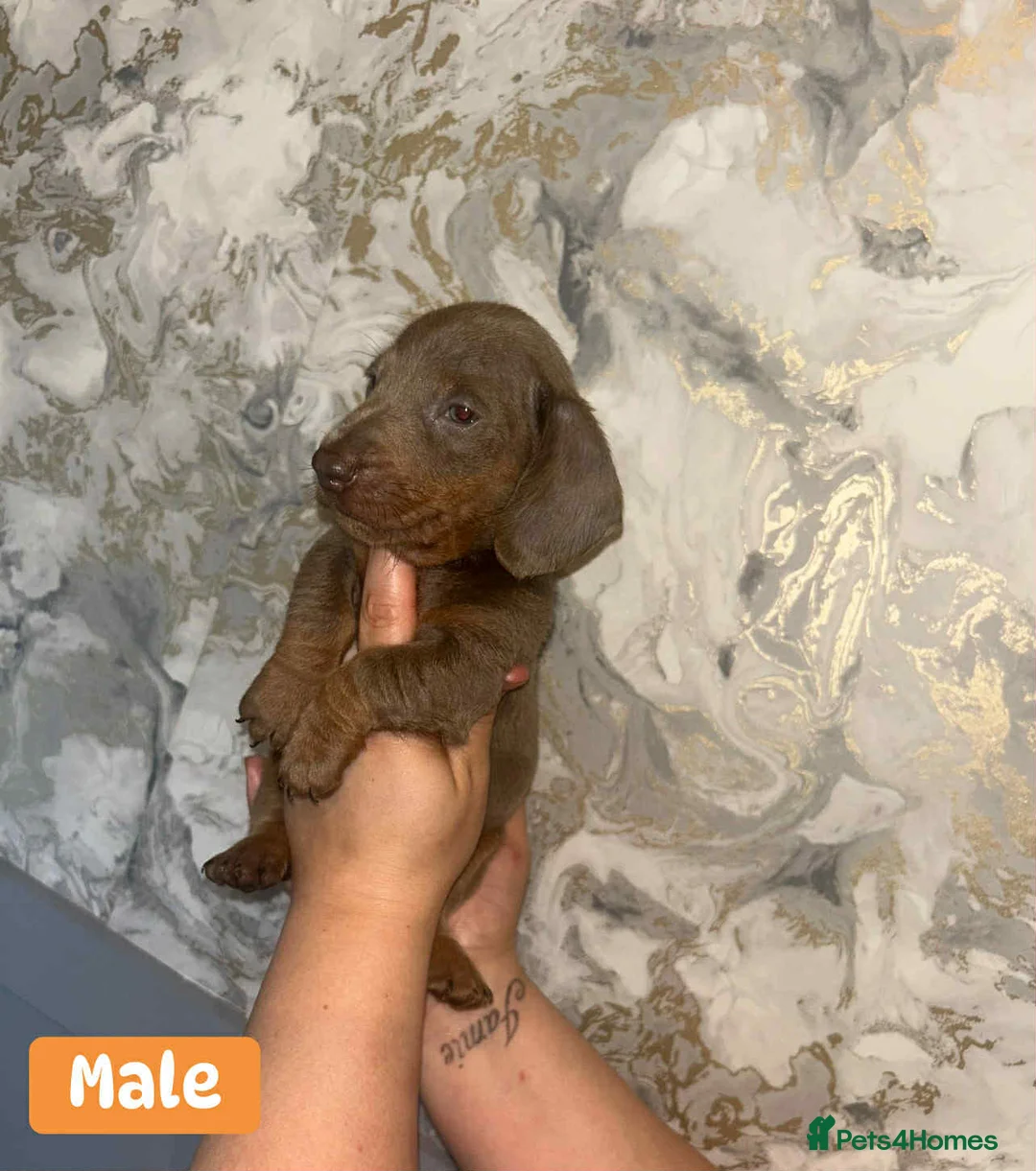 Miniature Dachshund dogs for sale: Minature Dachshund puppys  - Advert 25