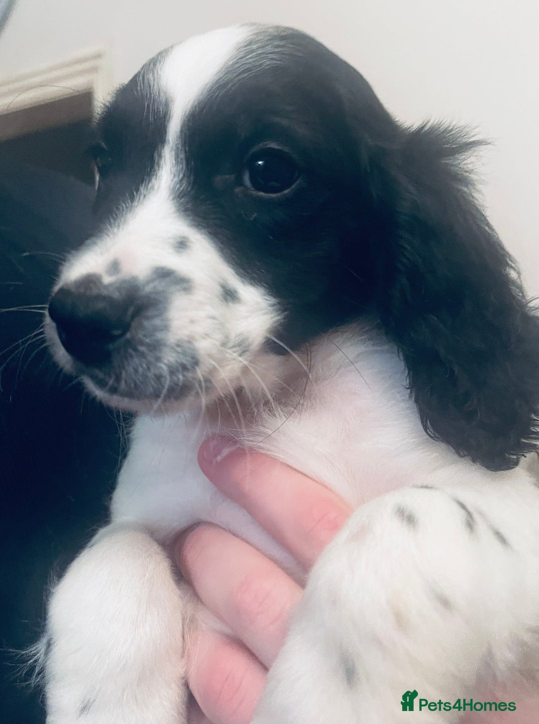 Sproodle dogs for sale: Stunning little sproodle / springer / poodle - Advert 6