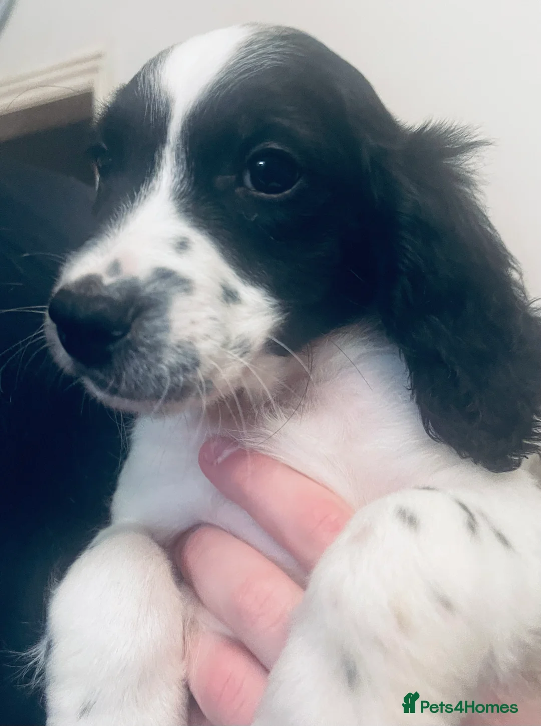 Sproodle dogs for sale: Stunning sproodle / springer / poodle / cockerpoo - Advert 6