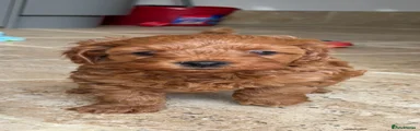 Cavapoo 5