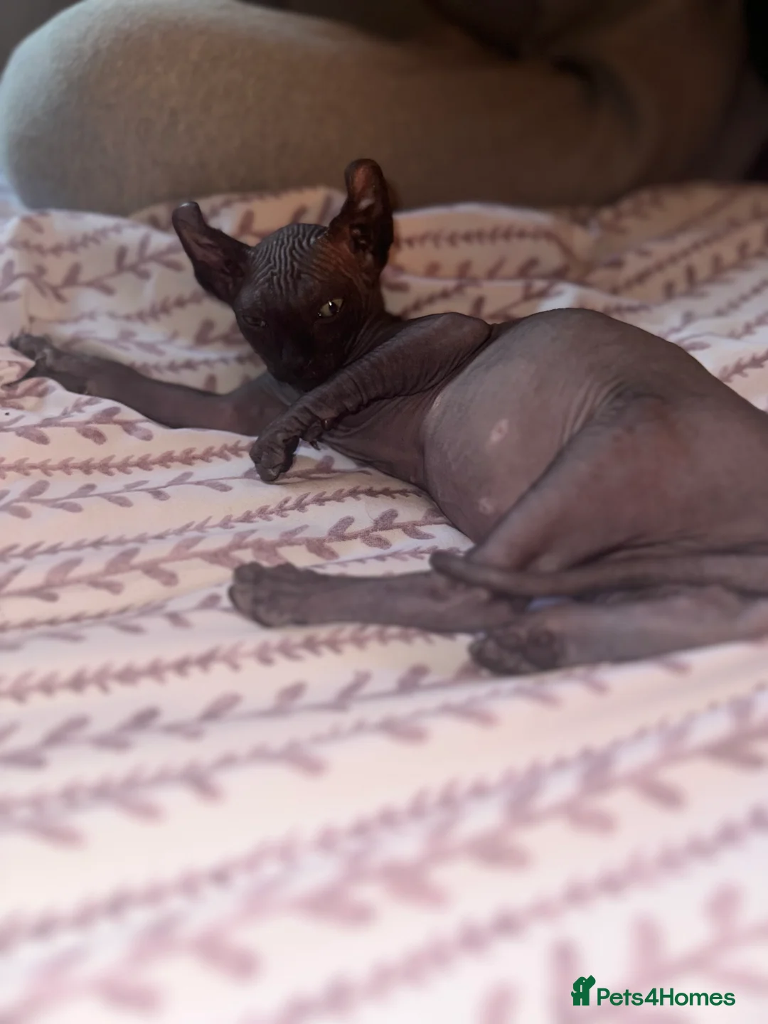 Sphynx cats for stud: Stunning blue Elf - Advert 21