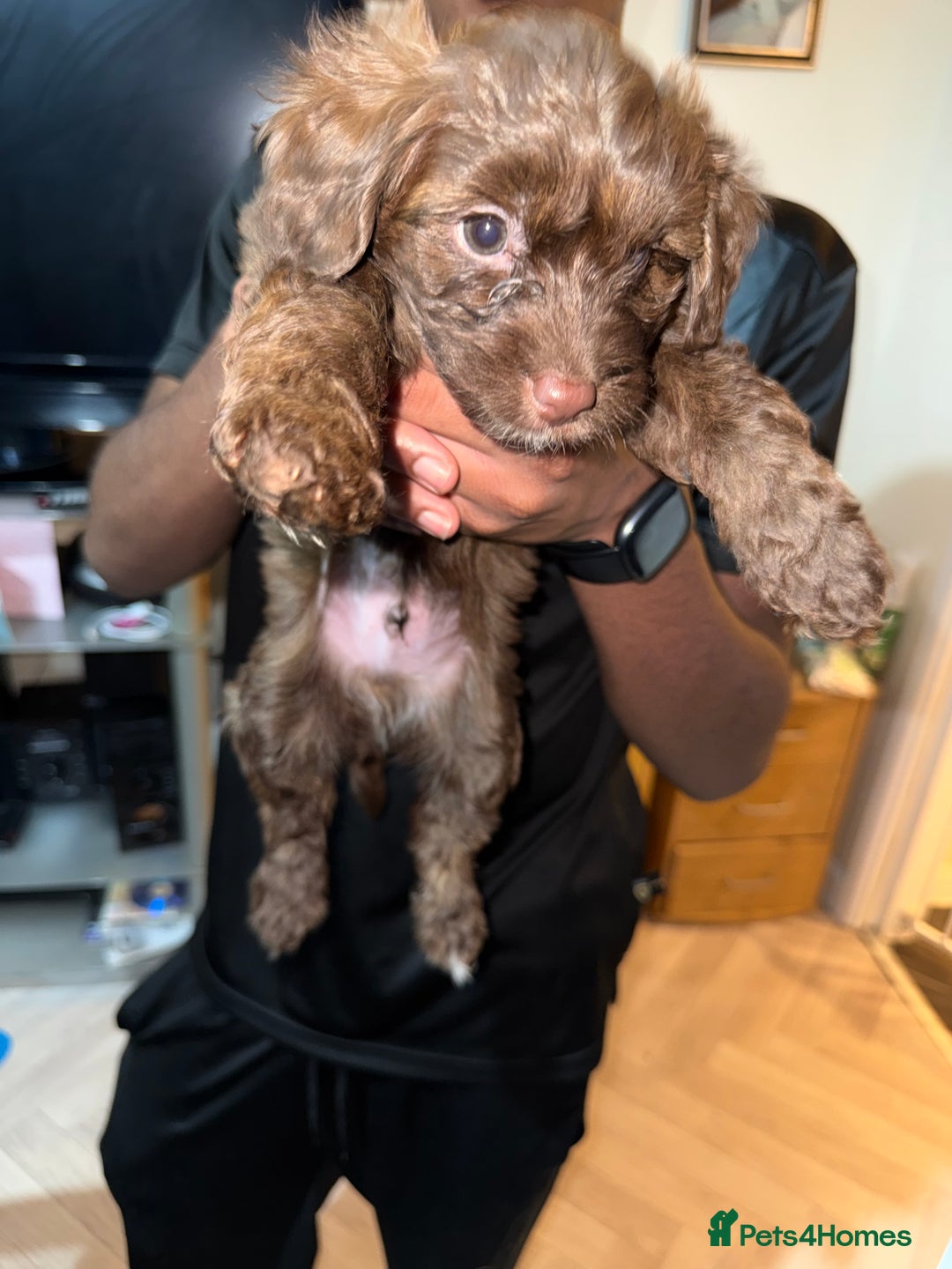 Mixed Breed dogs for sale: Cockapoo Mix Puppies - Advert 15
