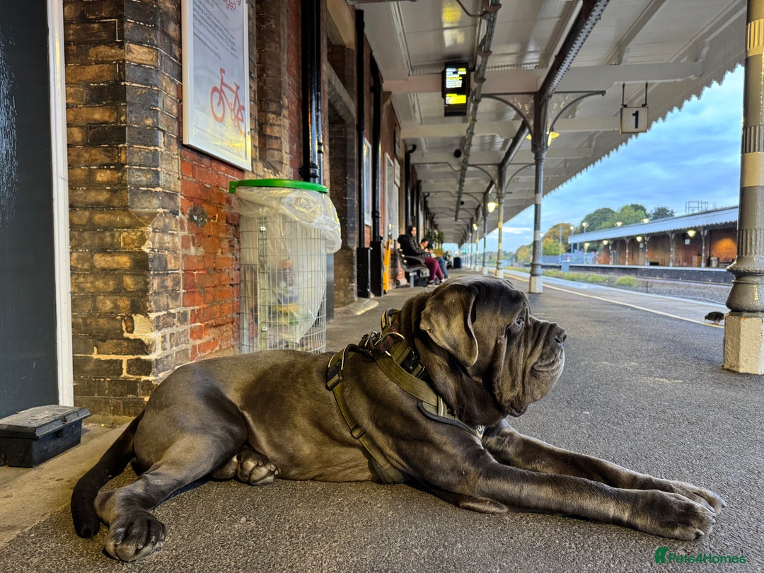 Neapolitan Mastiff dogs for sale: Neopolitan Mastiff   - Image 4