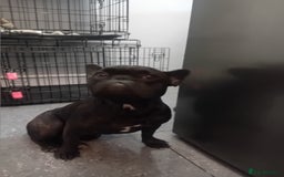 French Bulldog dogs for sale: French bull dog - Image 2