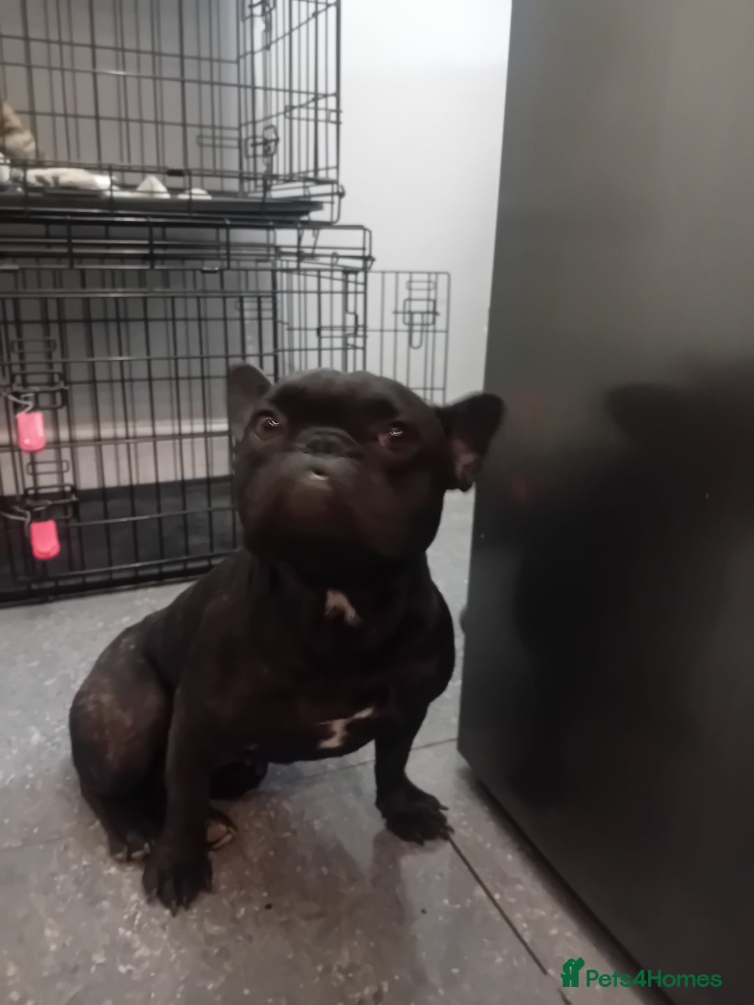 French Bulldog dogs for sale: French bull dog - Image 2