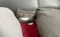 Mixed Breed cats for sale: Adorable 5 Kittens Looking for Forever Homes 🐾 - Image 8