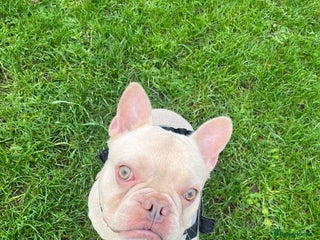 French Bulldog dogs Male French bulldog, Louie - Advert 2