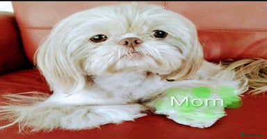 Shih Tzu dogs - Advert 6