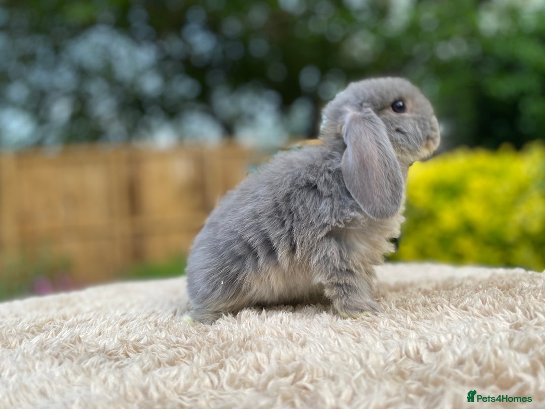 Mini Lop rabbits for sale: Baby Mini Lops For Sale - Image 5