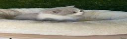British Shorthair cats for sale: Health tested parents gccf reg lilac & white males - Advert 8