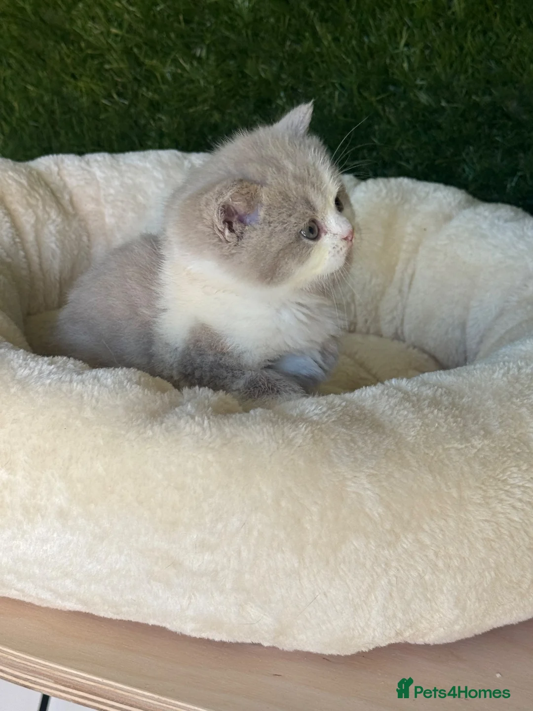 British Shorthair cats for sale: Health tested parents gccf reg lilac & white males - Advert 8