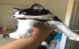 Maine Coon cats for sale: Main coon / Bombay kitty  - Image 1