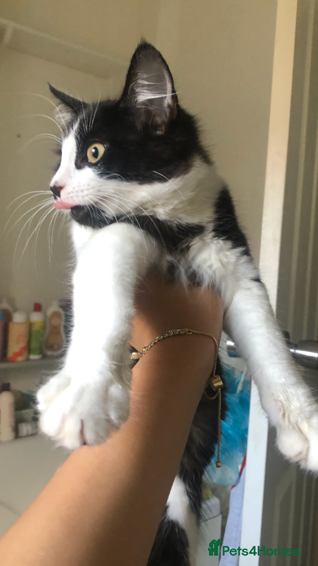 Maine Coon cats for sale: Main coon / Bombay kitty  - Image 1