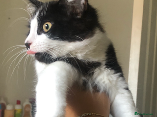 Maine Coon cats - Advert 14