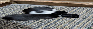 Border Collie 3