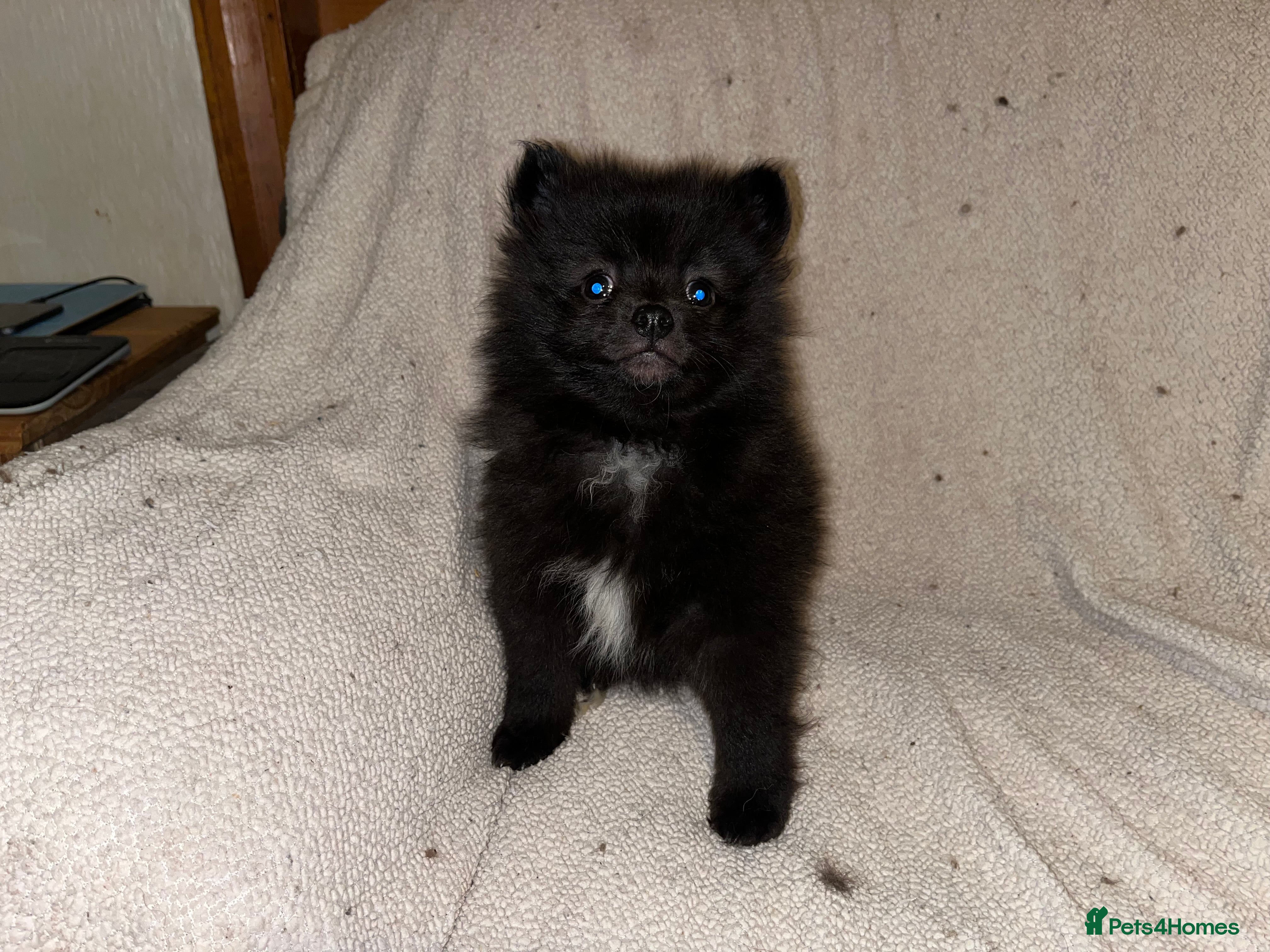 Pomeranian dogs 3 Pomeranian puppies  - Advert 9