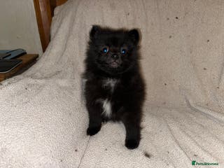 Pomeranian dogs 3 Pomeranian puppies - Advert 9