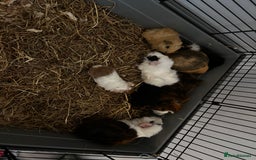 Guinea Pig rodents for sale: Baby guinea pigs for sale male and female ready  - Image 6