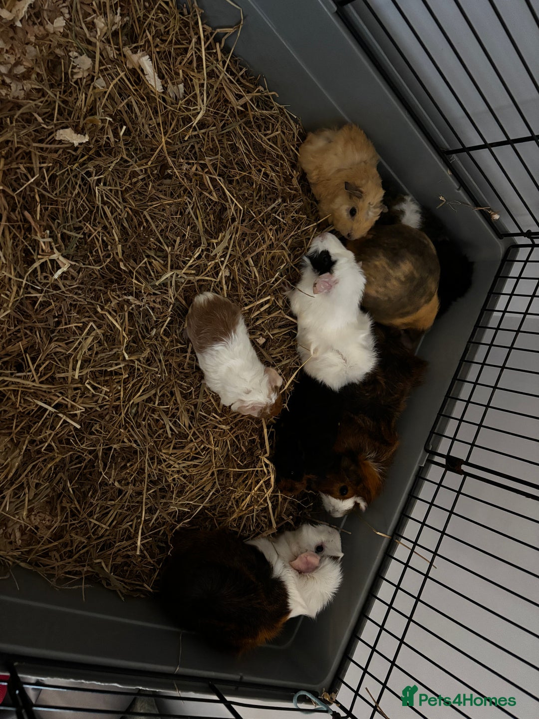 Guinea Pig rodents for sale: Baby guinea pigs for sale male and female ready  - Image 6