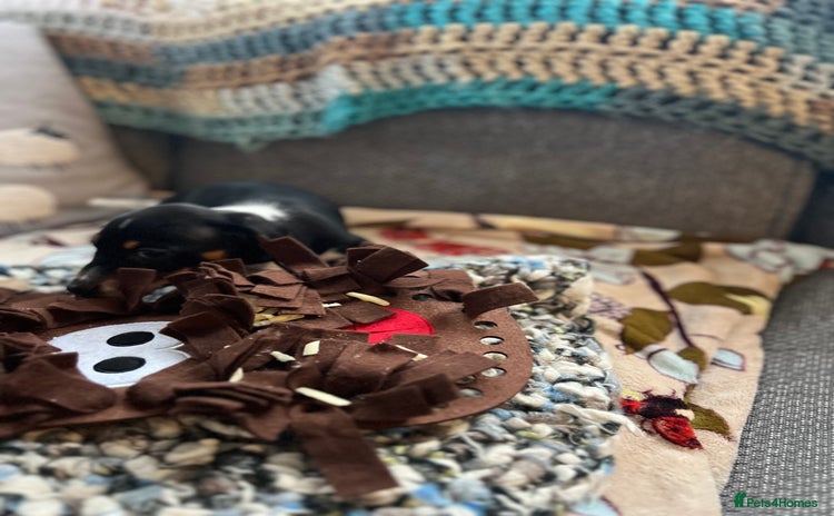 Miniature Dachshund dogs - Advert 4