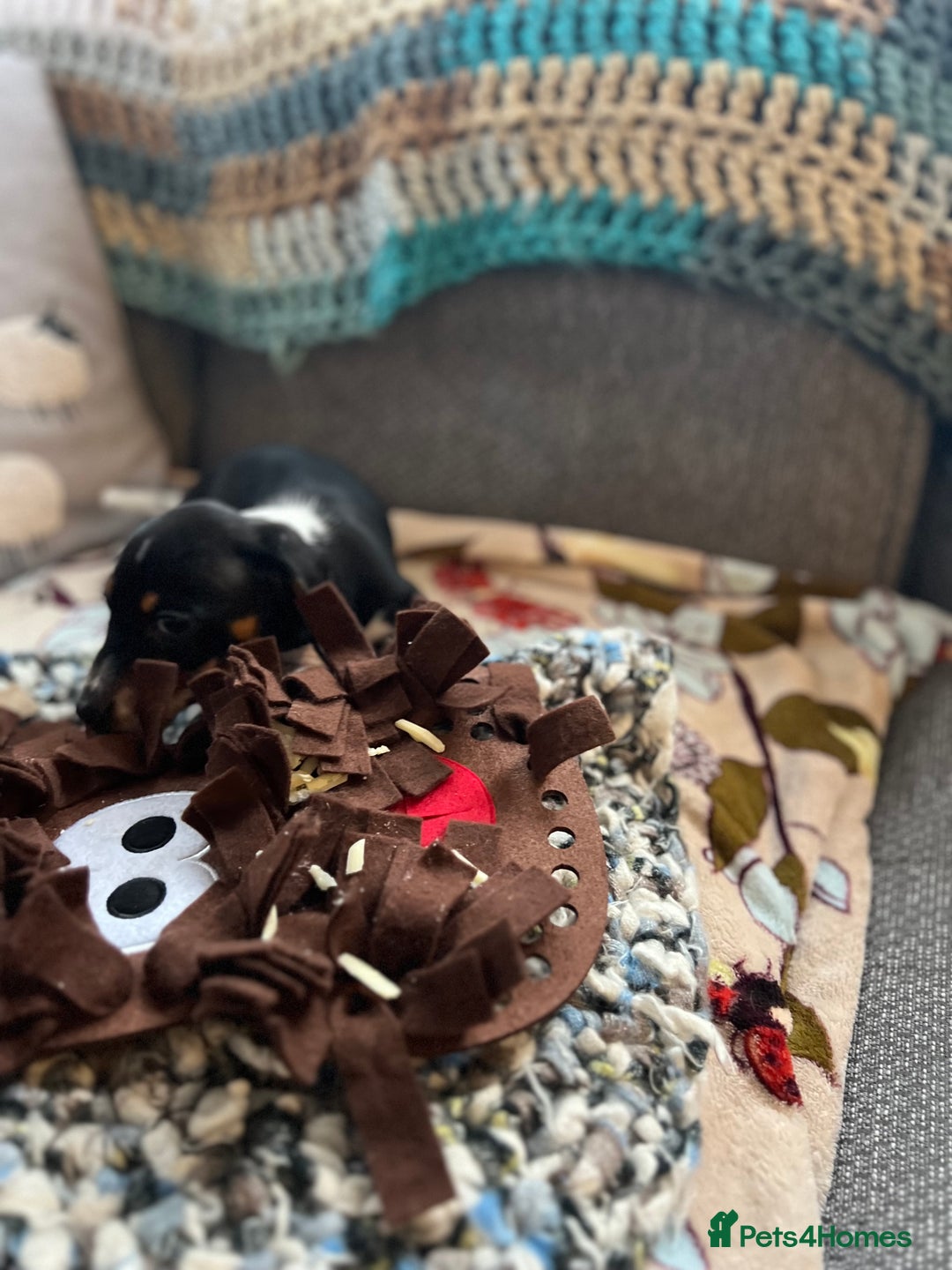 Miniature Dachshund dogs for sale: Miniature dachshund puppies short haired - Image 6