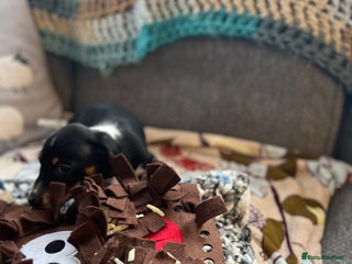 Miniature Dachshund dogs Miniature dachshund puppies short haired - Advert 2