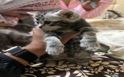 British Shorthair cats for sale: British short hair kittens looking forever home  - Image 6