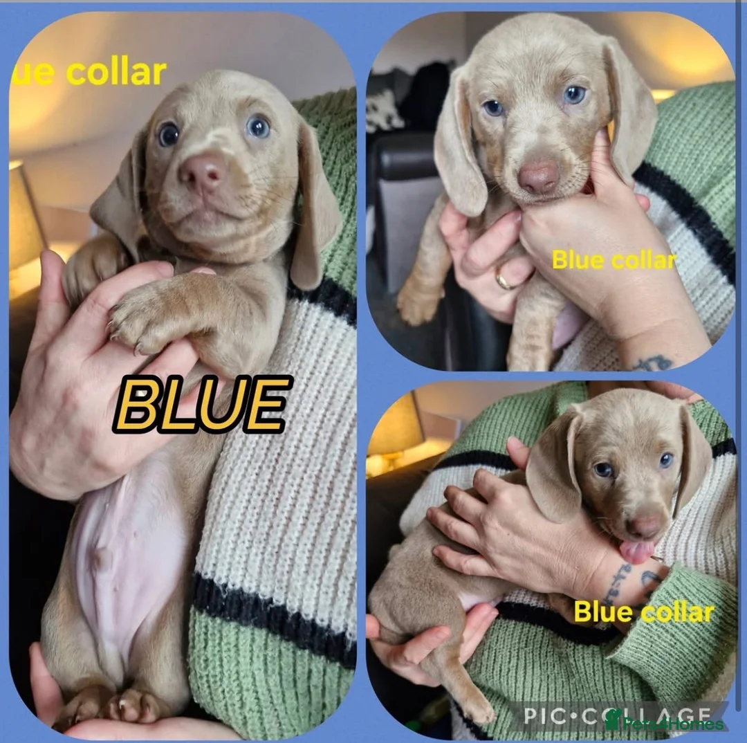 Miniature Dachshund dogs for sale: Absolutely beautiful 2 lilac boys left  - Advert 2