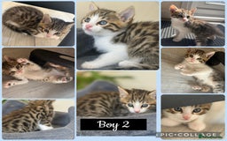 Mixed Breed cats for sale: Cutest Bengal X Kittens nearly ready to go!! - Image 5