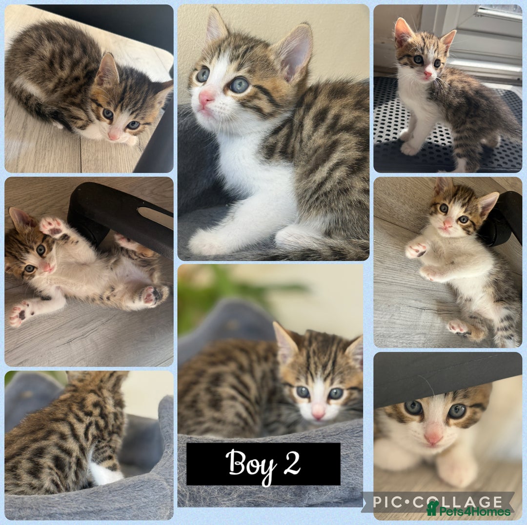 Mixed Breed cats for sale: Cutest Bengal X Kittens nearly ready to go!! - Image 5