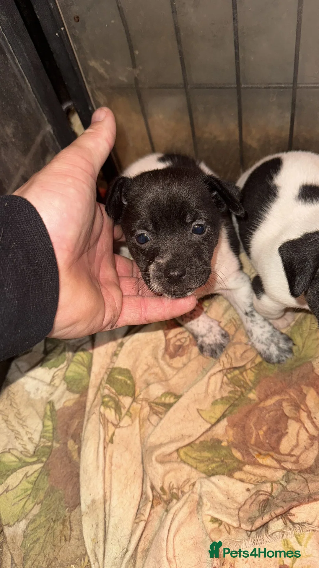 Jack Russell dogs for sale: Jack Russel puppies available  - Advert 3