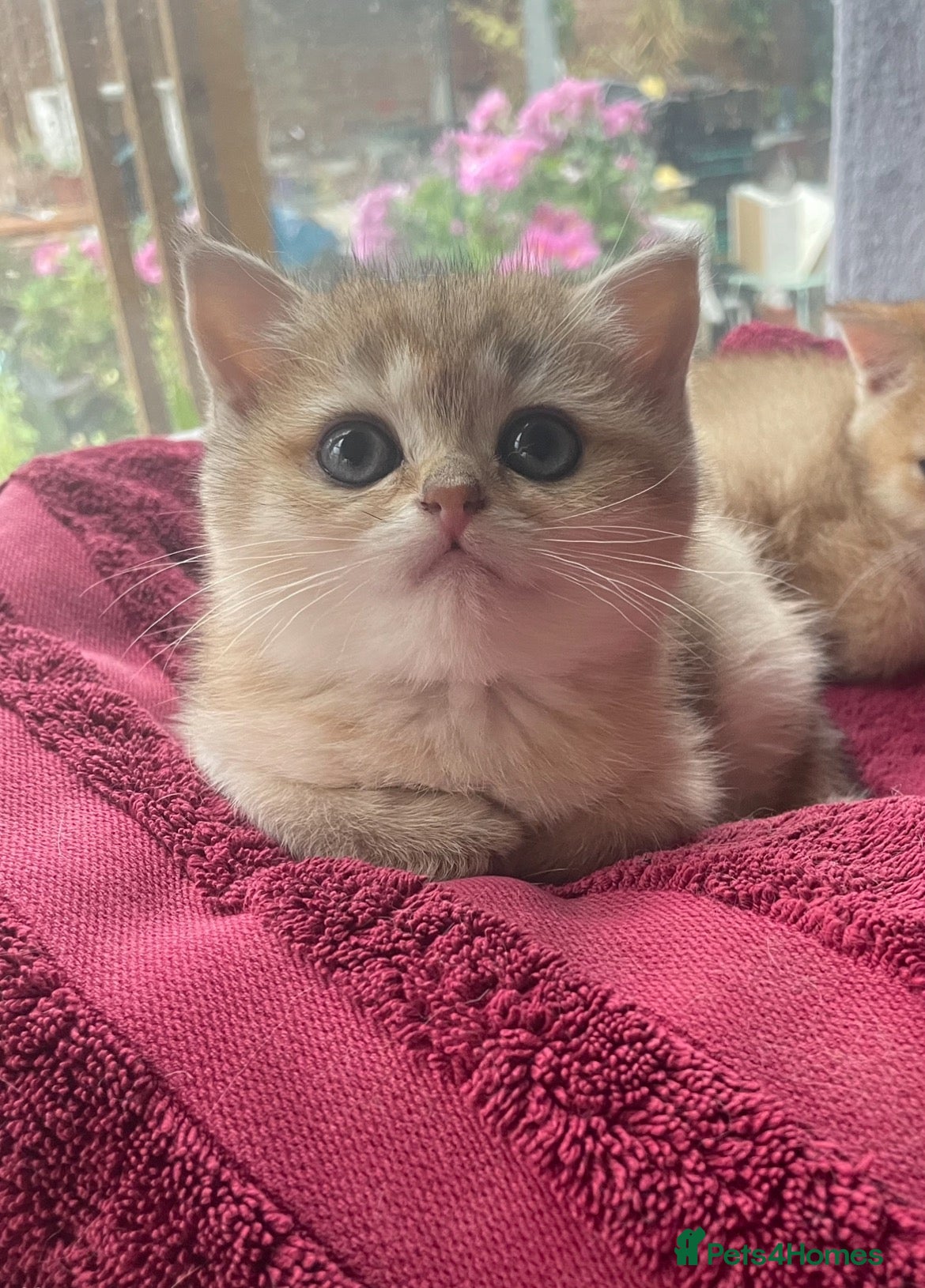 British Shorthair cats Beautiful colour point & golden British shorthair  - Advert 2