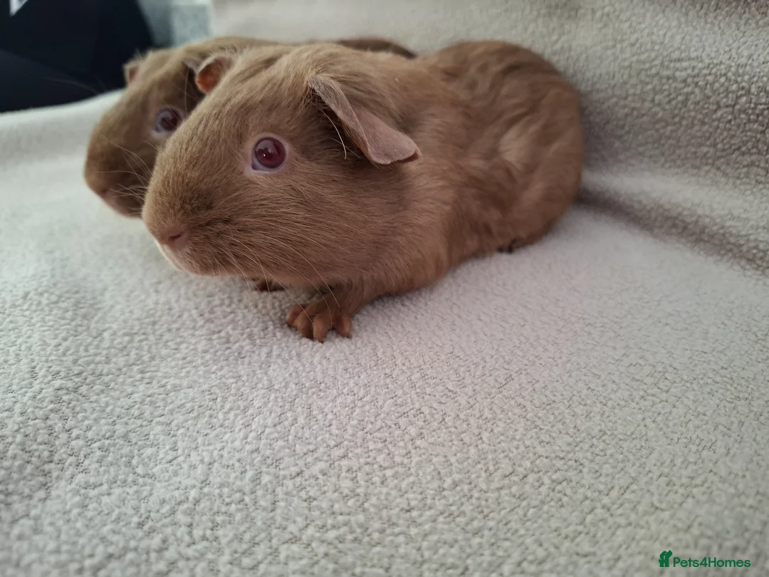 Guinea Pig rodents for sale: Two lovely self caramel guinea pig boars - Advert 5