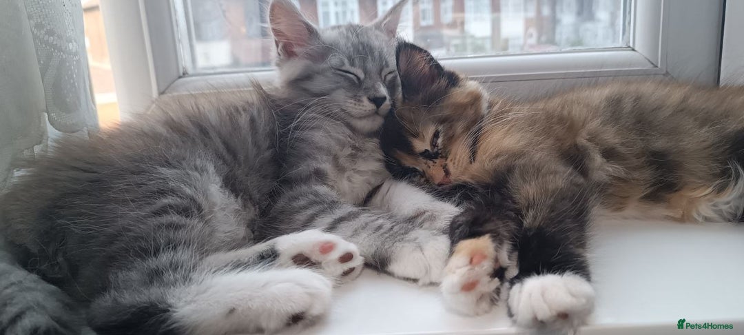 Maine Coon cats for sale: 🌟 Maine Coon Kittens Looking for Loving Homes 🌟 - Image 6
