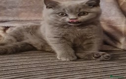 British Shorthair cats for sale: 2 beautiful boys looking for their new family - Image 2