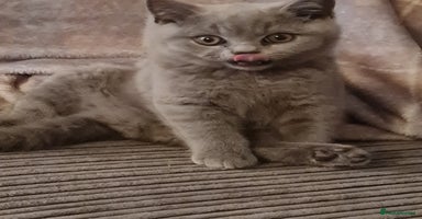 British Shorthair cats - Advert 4