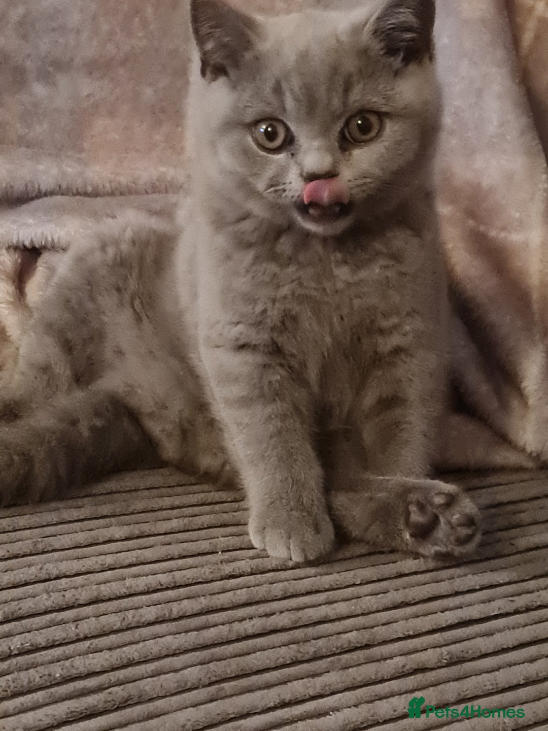 British Shorthair cats for sale: 2 beautiful boys looking for their new family - Image 2