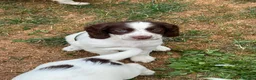 English Springer Spaniel dogs for sale: HEALTH TESTED QUALITY ENGLISH SPRINGER SPANIELS  - Advert 9