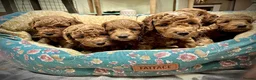 Cockapoo dogs for sale: Gorgeous litter of F1B Cockapoo puppies in Bristol - Advert 2