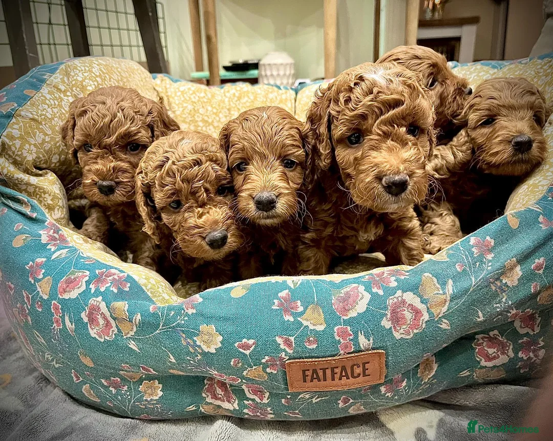 Cockapoo dogs for sale: Gorgeous litter of F1B Cockapoo puppies in Bristol - Advert 2