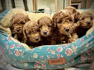 Cockapoo dogs Gorgeous litter of F1B Cockapoo puppies - Advert 1