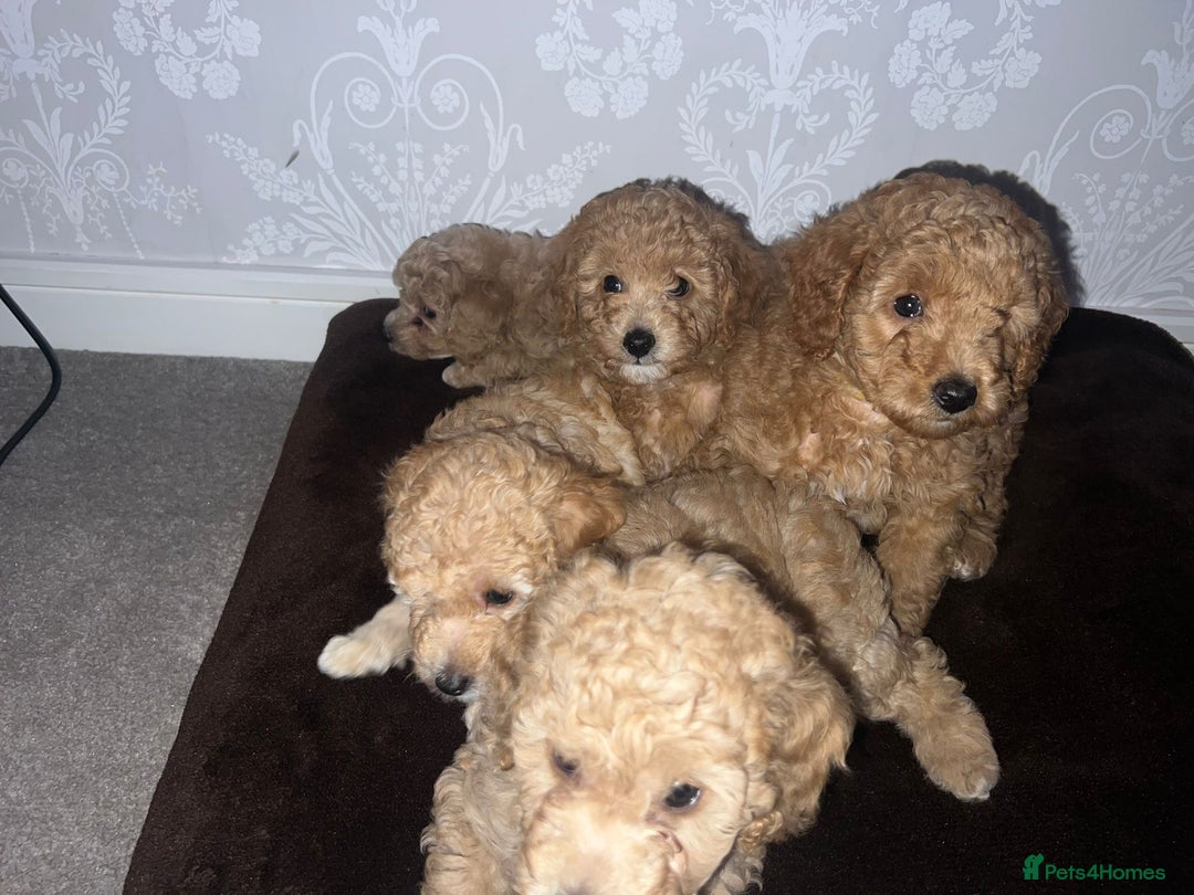 Miniature Poodle dogs for sale: Beautiful Miniature Poodle Puppies   - Advert 4